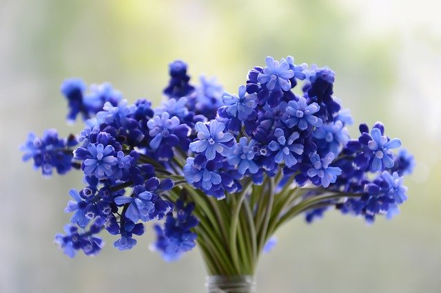 flowers-3453729_640 Находим и доставляем всевозможные цветы